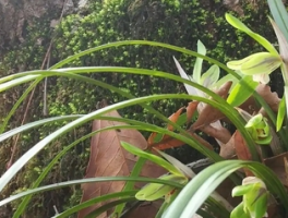 野生兰花的种植方法和技巧：打造原生境的“迷你雨林”