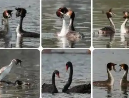 李现公园打鸟事件再发酵：明星隐私与公共空间的边界之争