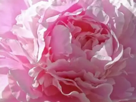 春天有哪些花开放？带你感受五彩的春意