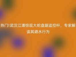 热门!武汉江滩惊现大蛇盘踞监控杆，专家解读其避水行为