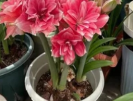 种球花卉有哪些？开启缤纷园艺之旅