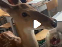 校园放养梅花鹿成师生团宠，和谐共处绘就美丽画卷