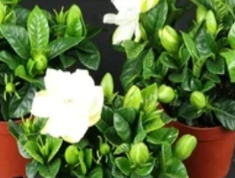 小叶栀子花一年开几次花，今天终于有了公开答案