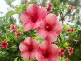 蜀葵播种时令指南：掌握两个黄金窗口期