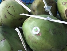 三亚“五一”假期甜蜜宠客：5万多个椰子免费送