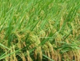 水稻施肥时间一览表：科学种植的黄金法则