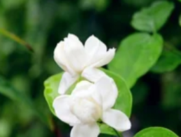 茉莉花叶子皱皱巴巴，可能是养护不当发出的“求救信号”。常见原因有4个