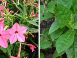 烟草花几点开花？夜间绽放的奇妙习性