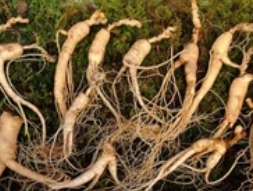 黄金药材种植几年成熟