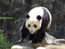 “大熊猫热”点燃入境游 成都“五一”文旅汇聚国际人气