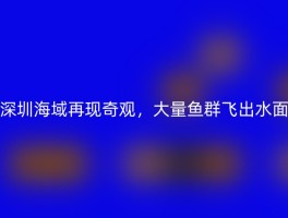 深圳海域再现奇观，大量鱼群飞出水面