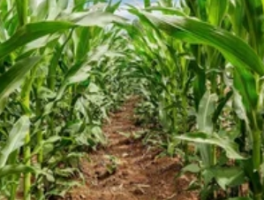 一亩玉米能赚多少钱？