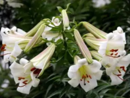 百合花有几种颜色？百合色谱：上帝打翻的调色盘