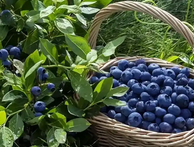 蓝莓市场遭遇价格雪崩，供需失衡背后的产业困境