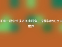 河南一湖中惊现多条小鳄鱼，探秘神秘的水中世界
