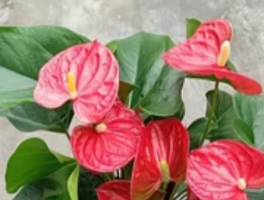 为什么红掌不能养一盆？单数禁忌背后的科学与文化密码