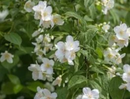 荼蘼的花语和象征：末路之美与轮回的禅意