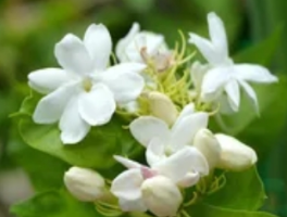 茉莉花叶子皱皱巴巴怎么回事？专家教你精准诊断