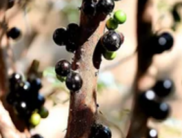 嘉宝果树什么品种好？家庭种植的黄金选择指南