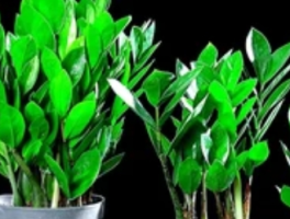 金钱树开花：绿植界的"财运玄学"与科学真相