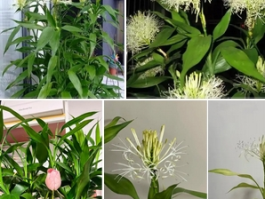 富贵竹开花：千年等一回的“富贵临门”奇观