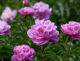 六月份可以种向日葵吗？向日葵种植时间与技巧全解析