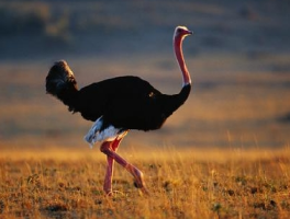 农村养鸵鸟赚钱吗？揭秘养殖成本、利润与风 险