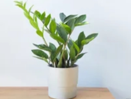 金钱树会开花吗？揭秘金钱树的花期与养护奥秘