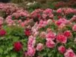 河南大风洛阳牡丹还好吗？