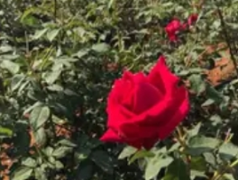 玫瑰醋的家庭酿制术：从花瓣到琥珀琼浆的魔法转化