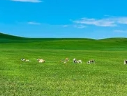 中国草原旅游胜地TOP5：邂逅最纯净的绿色天堂