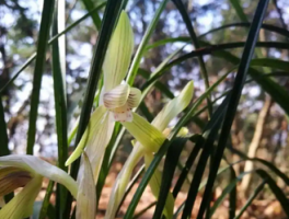 野生兰花的种植方法和技巧：仿生栽培的艺术