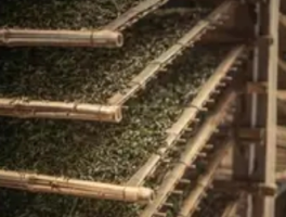 白茶的泡法及冲泡技巧：一盏茶中的时光艺术