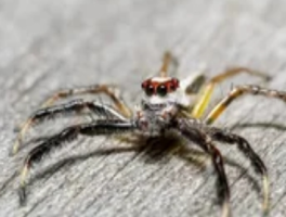 蜘蛛克星手册：科学驱除与生态防治法