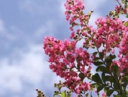 紫薇几月开花？"百日红"的名不虚传