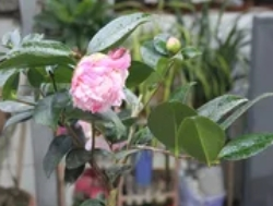 茶花什么时候种最好？