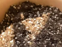 珍珠岩养花有什么好处？珍珠岩养花五大核心优势